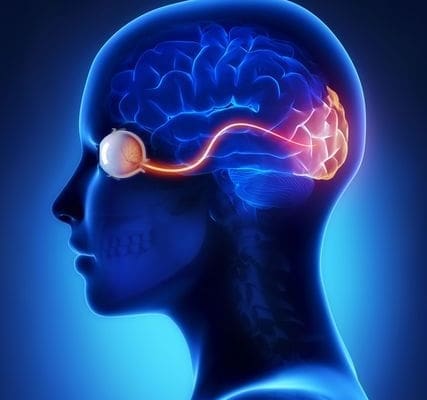 A dark blue shaded silhouette of a human head and shoulders depicting the eye and the pathway to the brain in glowing orange.