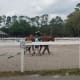 A young man with CP spreads out his arms, supported by side walkers, as he rides a chestnut horse in an outdoor arena.
